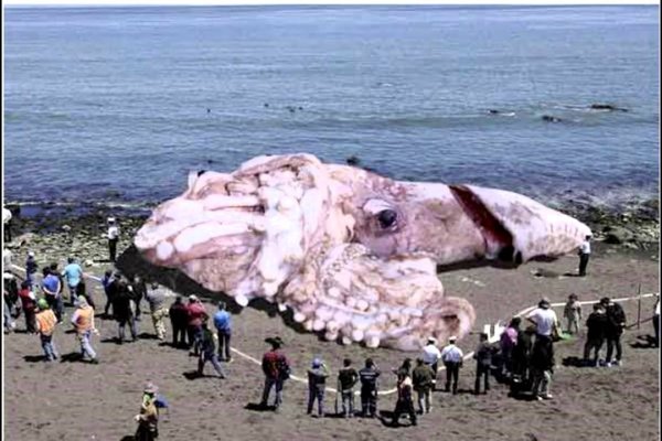 Kraken18 at